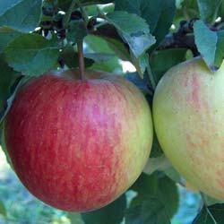 Apple tree 'Corail Pinova'